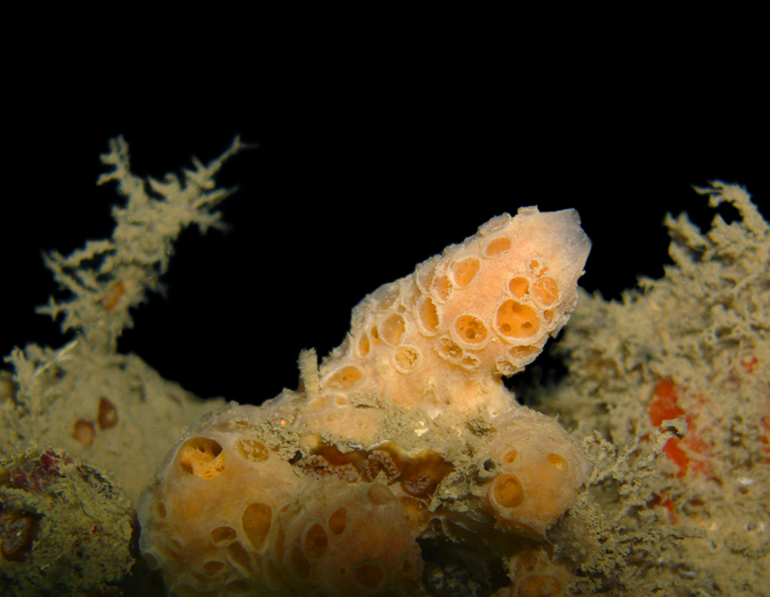 Hemimycale columella